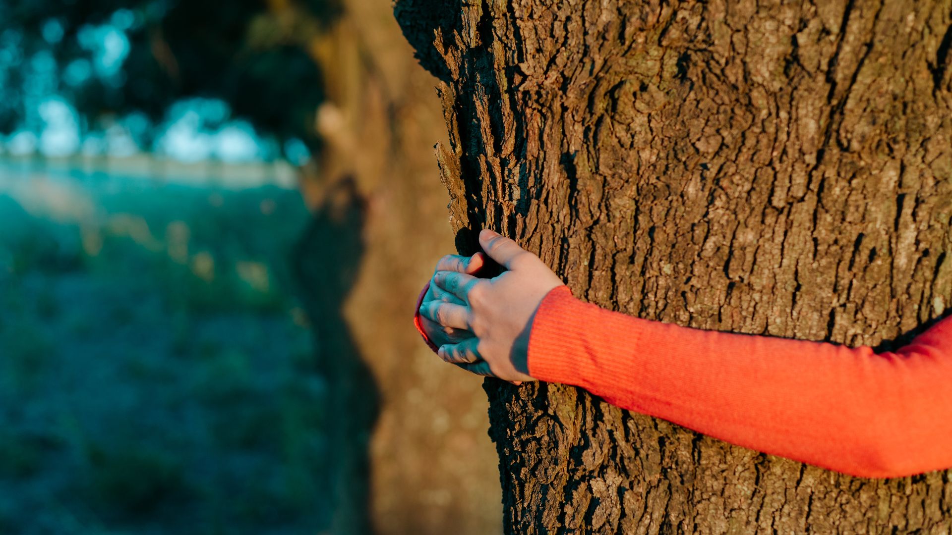 Person hugging tree