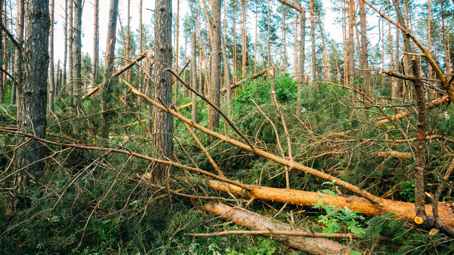 Windfall in forest. Storm damage.