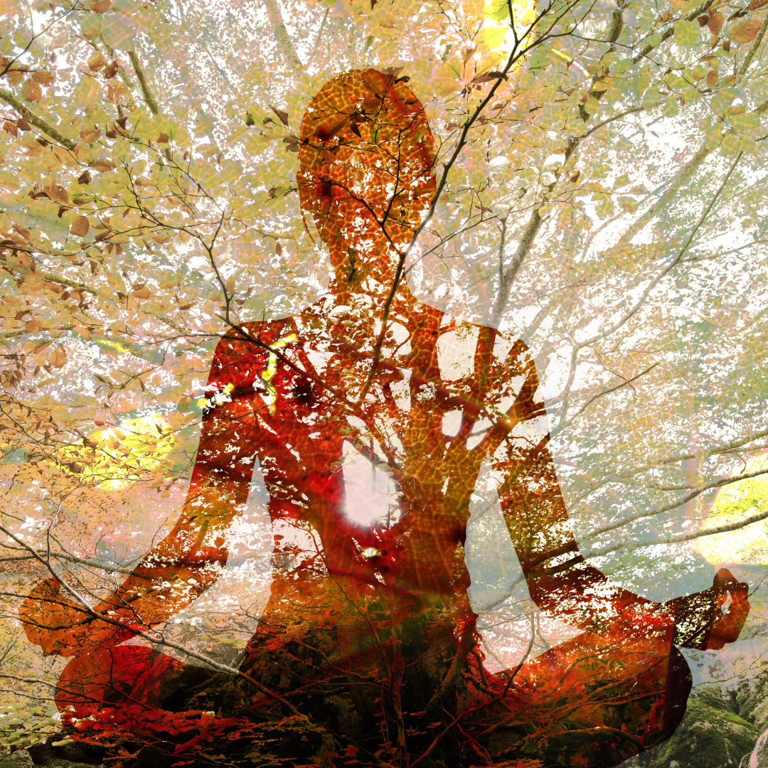 Silhouette of woman doing yoga in lotus position over tree. Concept of connection with the universe and nature.