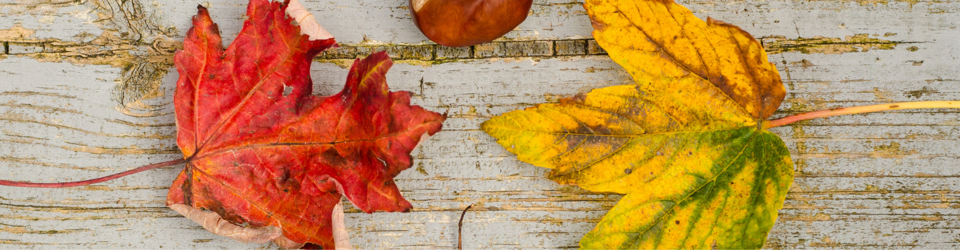 Seed With Two Maple Leaves