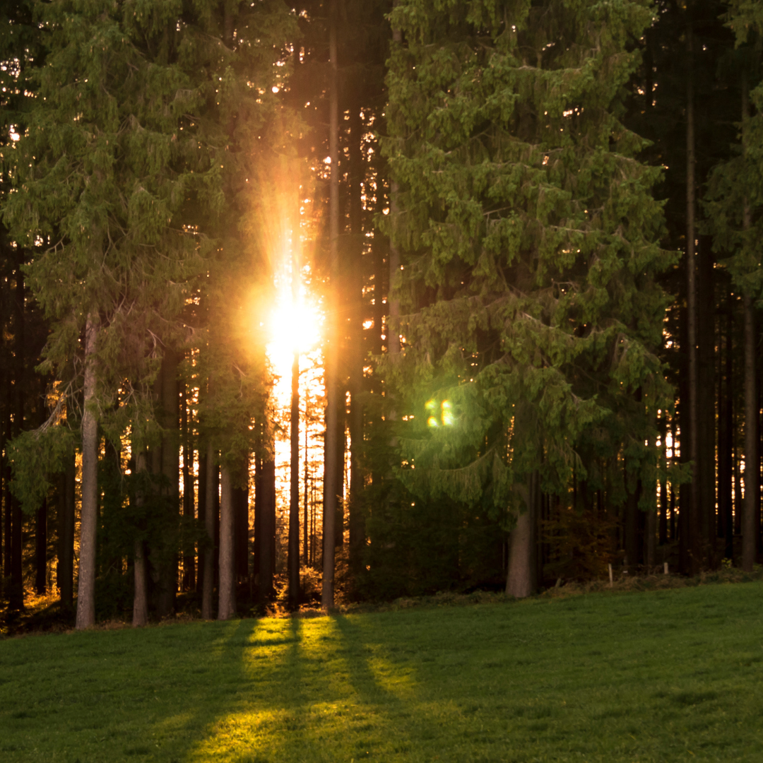 Sunlight Streaming Through Trees In Forest