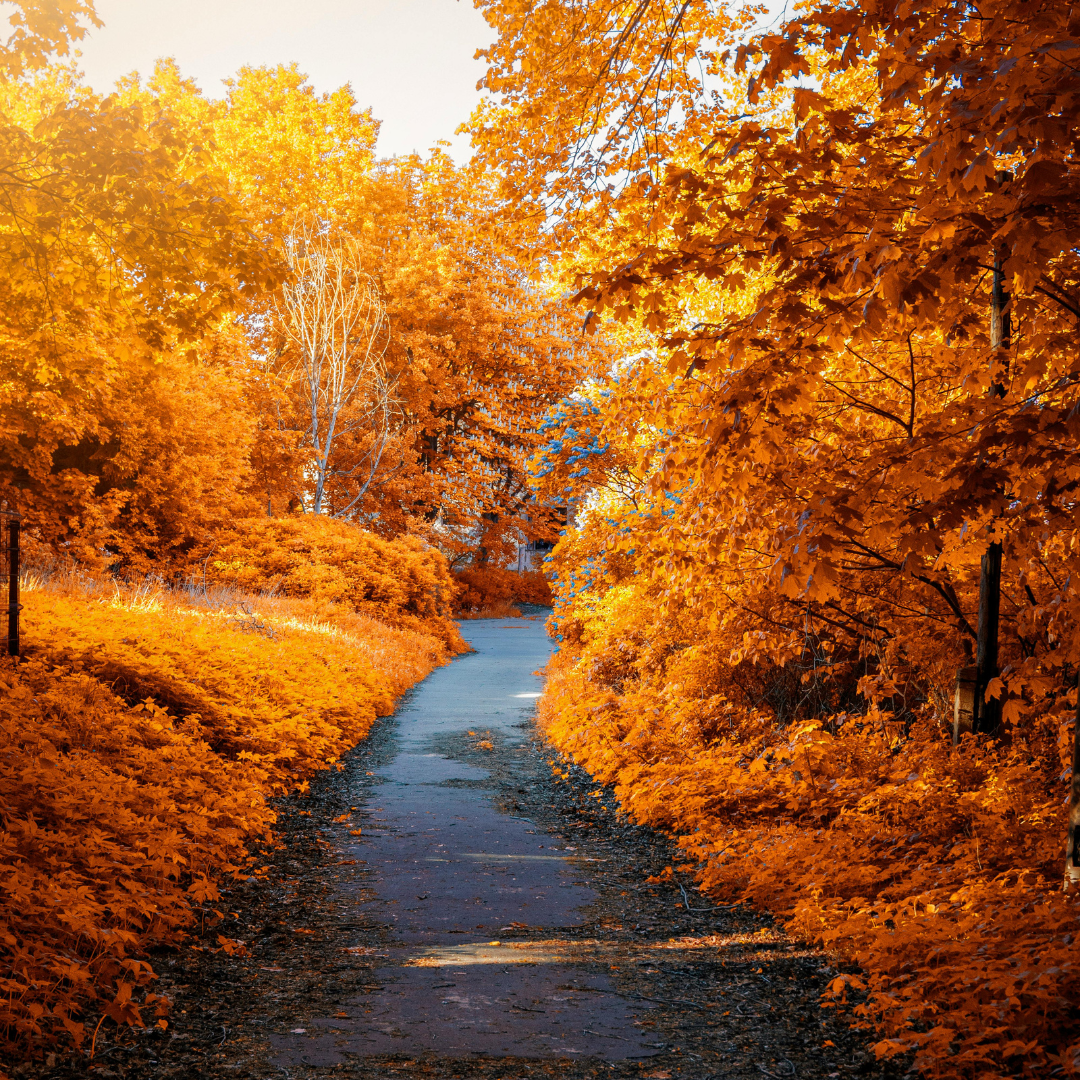 Photo of Path In-between Woods during Autumn