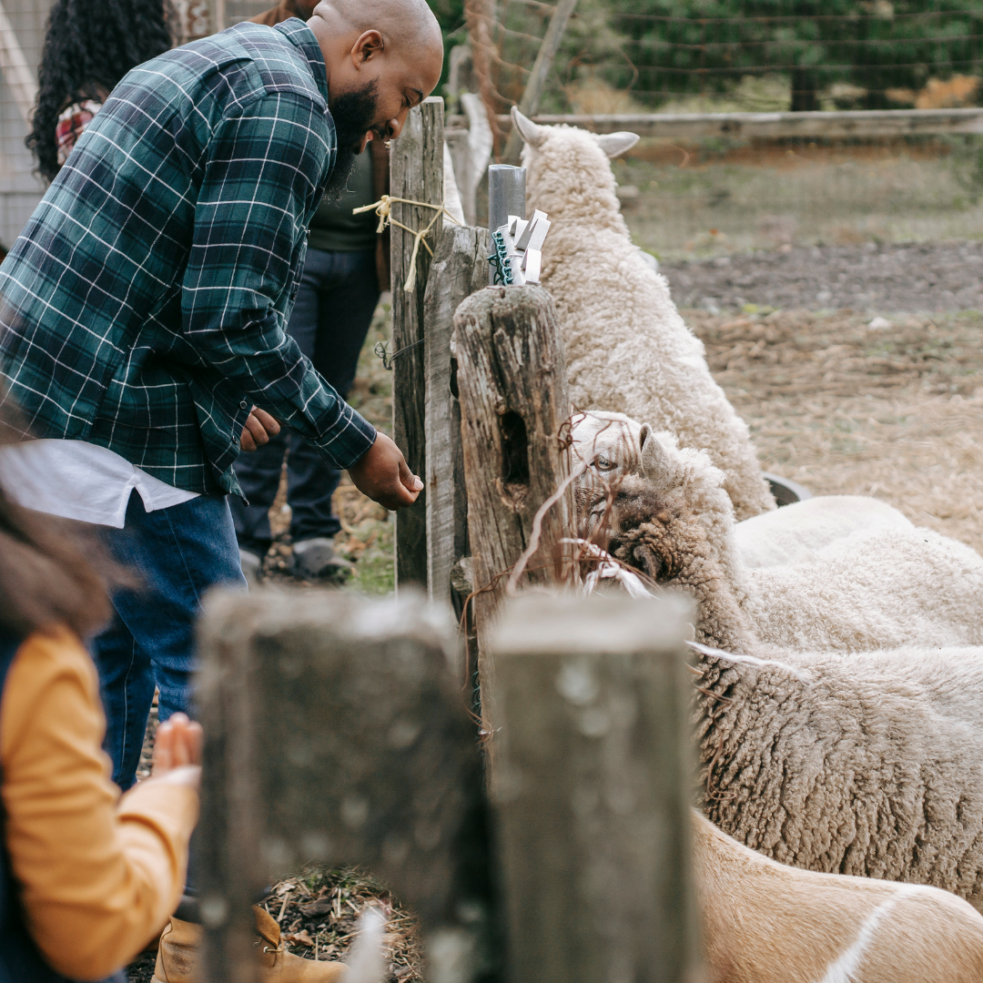 Unrecognizable black family feeding livestock animals on farm