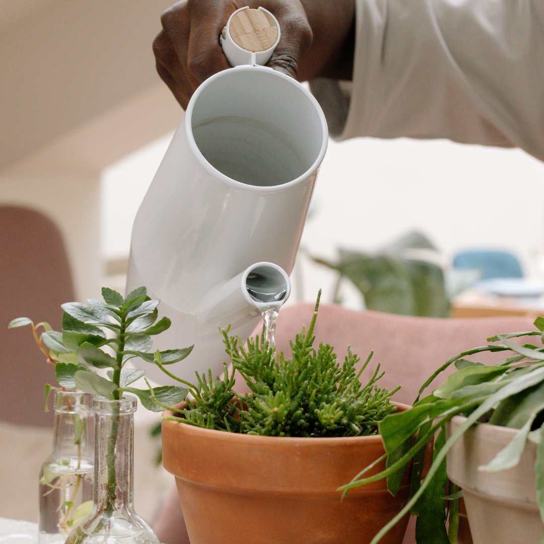 A Person Watering Plant