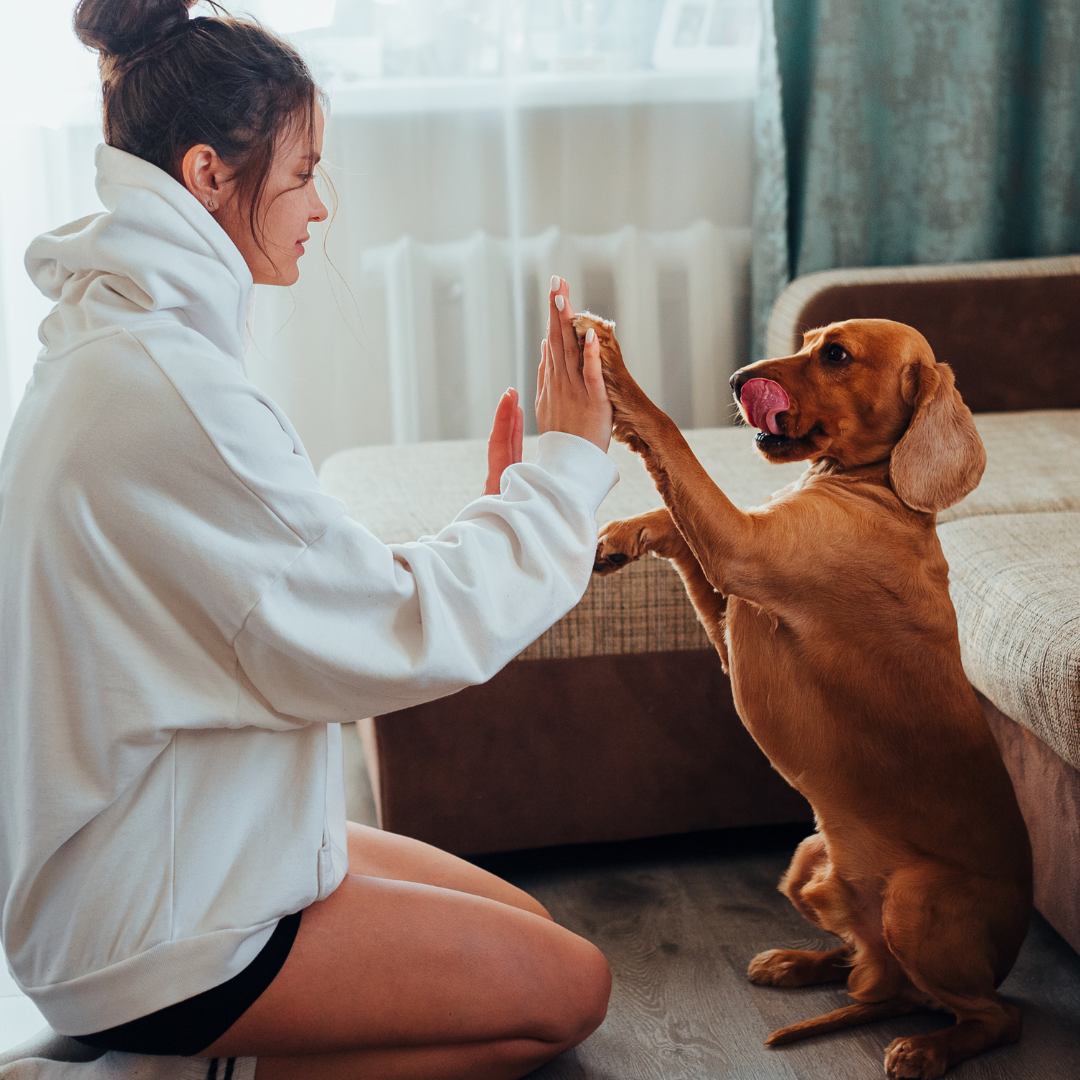 Female owner playing with dog at home