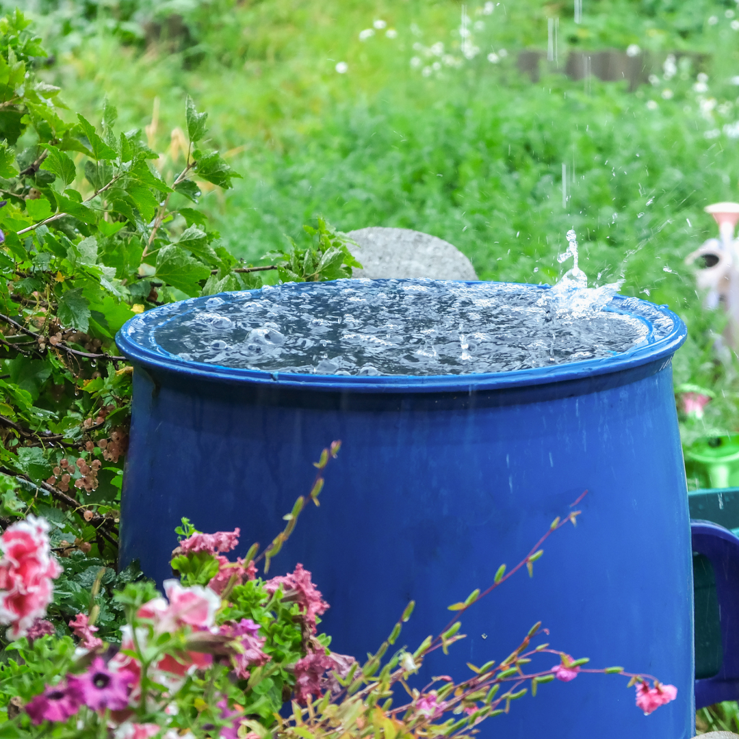 A blue barrel for collecting rainwater. Collecting rainwater in plastic container. Collecting rainwater for watering the garden. Ecological collection of water for crop irrigation.