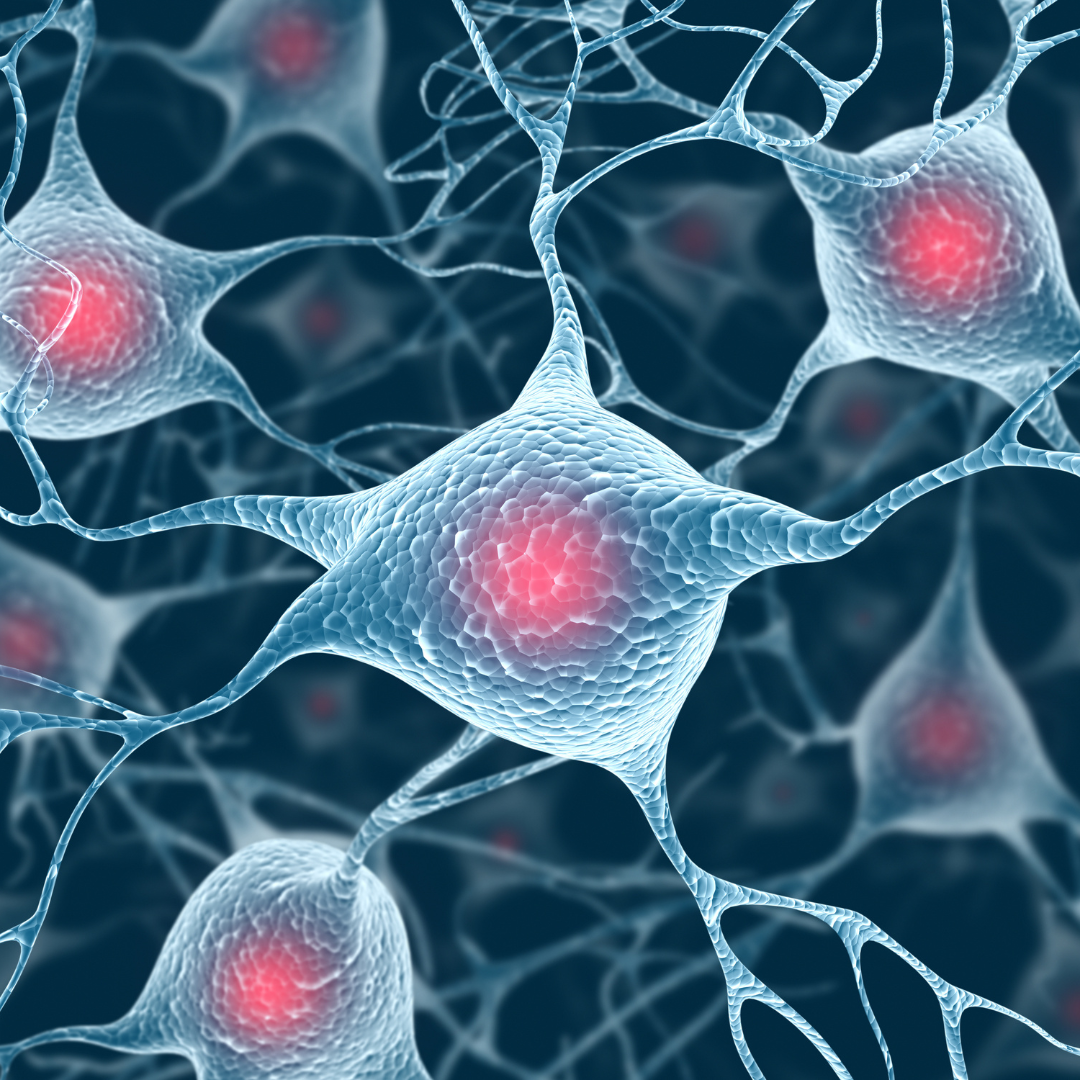 Neurons and Nucleus