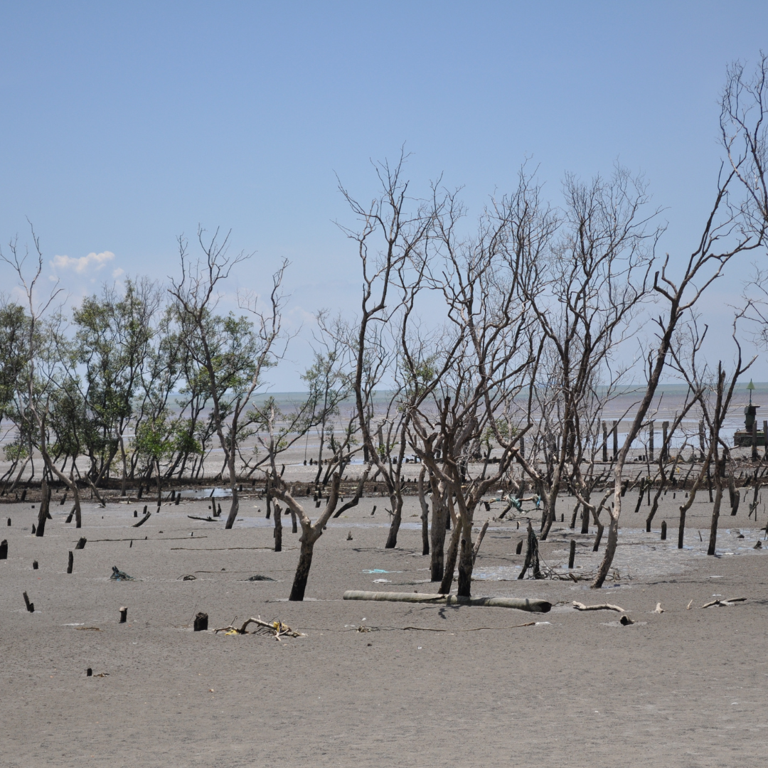 Dried trees