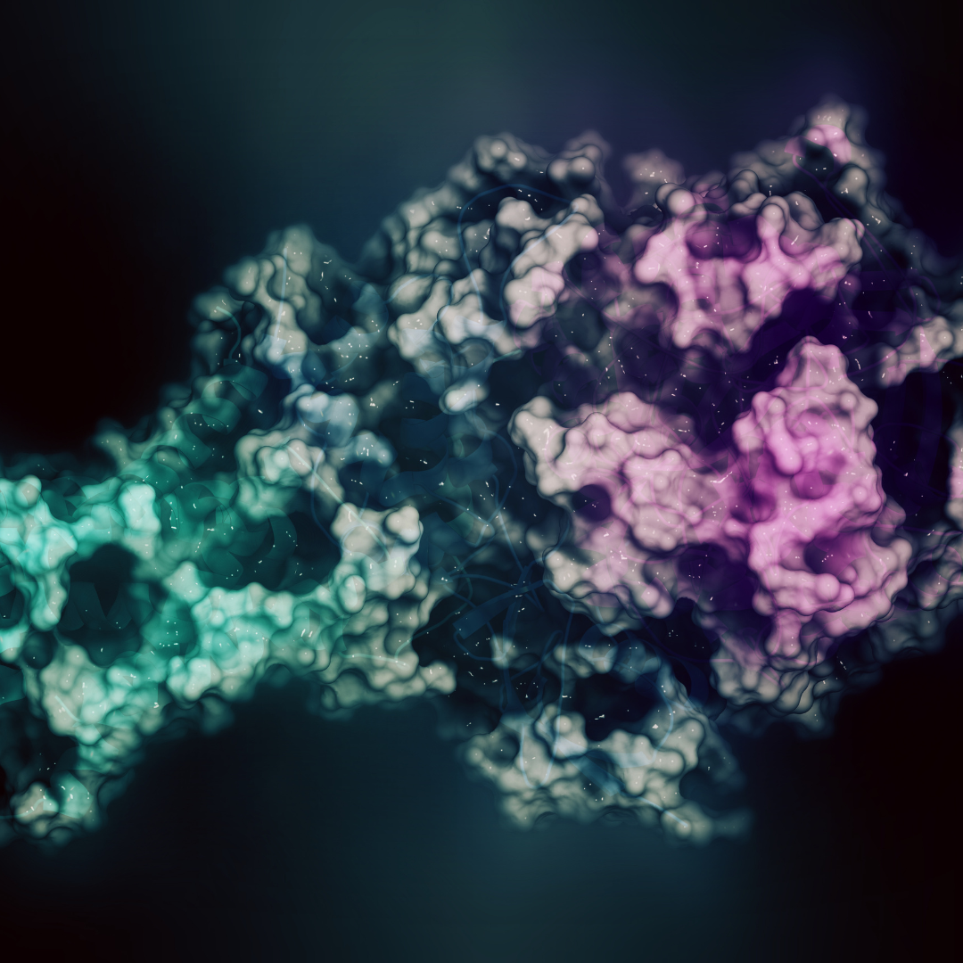Mitochondrial complex II (succinate dehydrogenase, avian) Enzyme