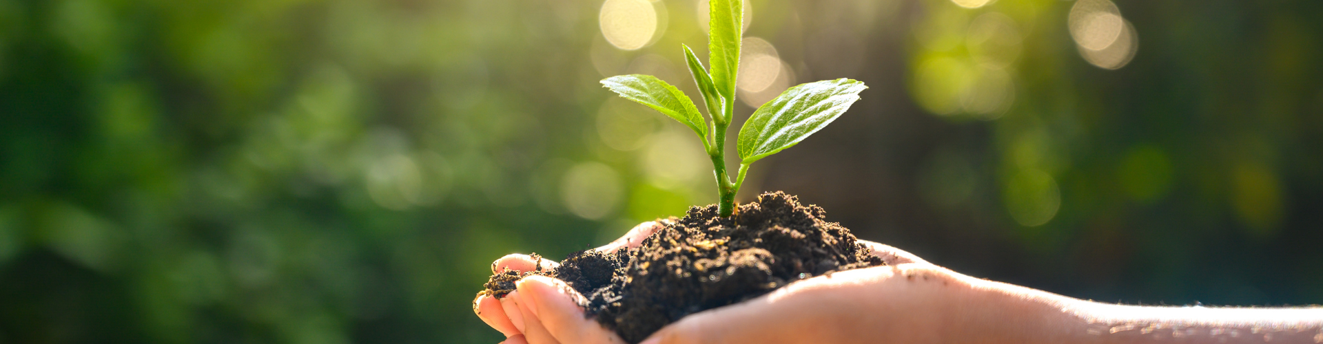 Hands with Soil and Sprout
