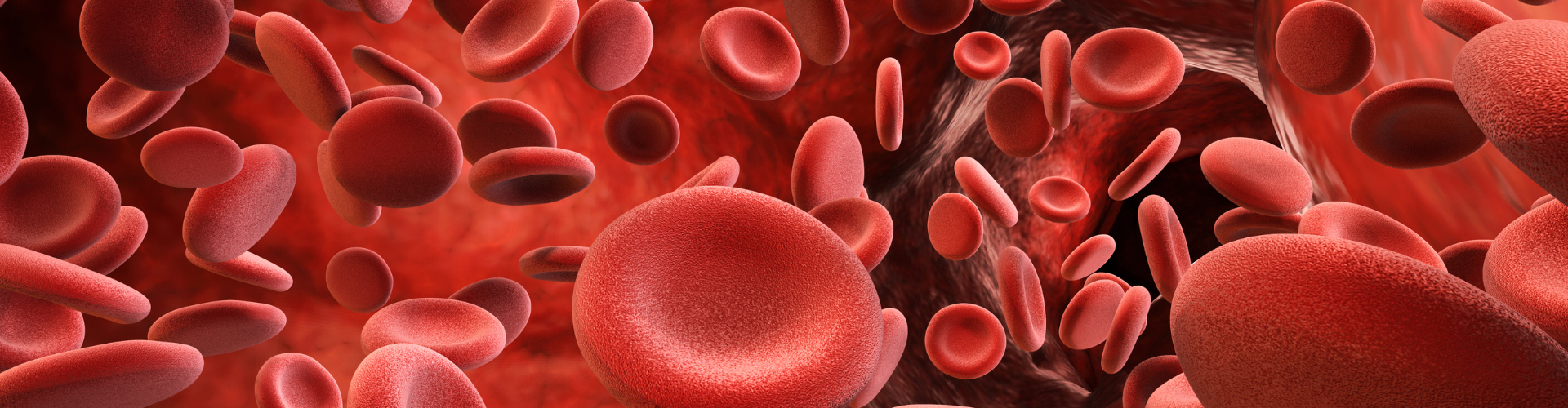 Red blood cell