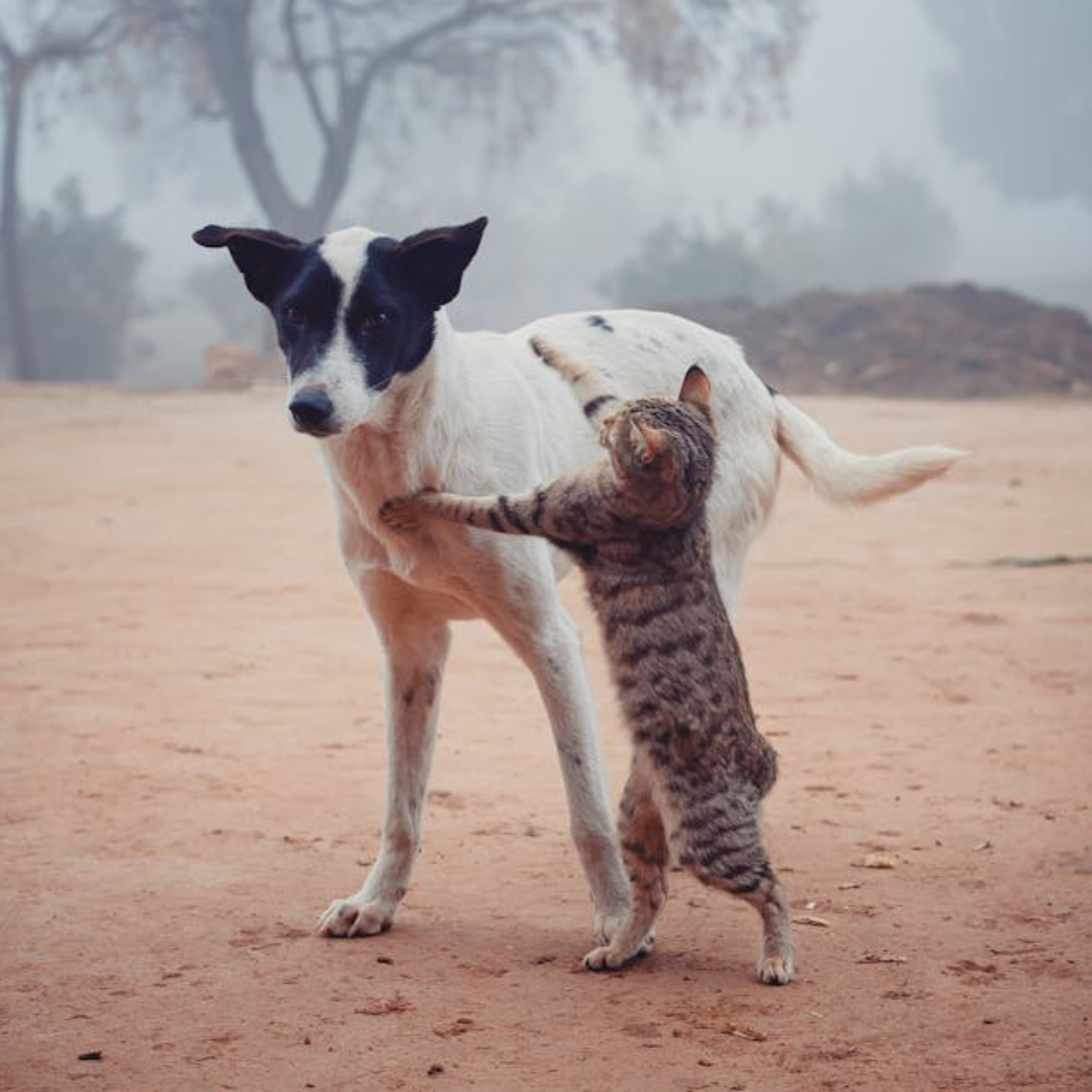 Homeless cat fighting with dog on street