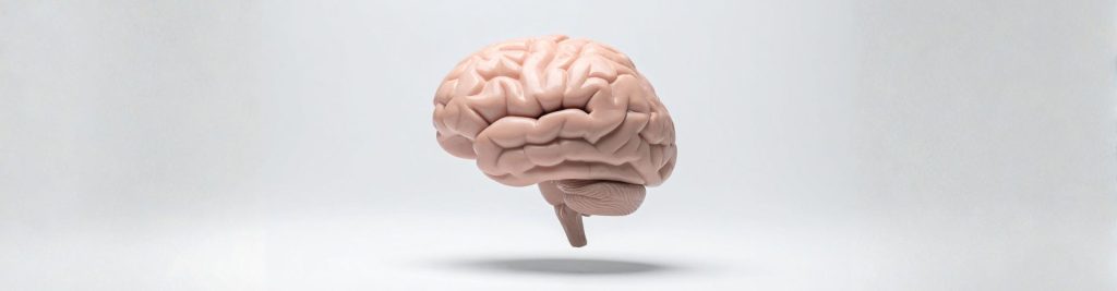 Anatomical Model of Human Brain on White Background