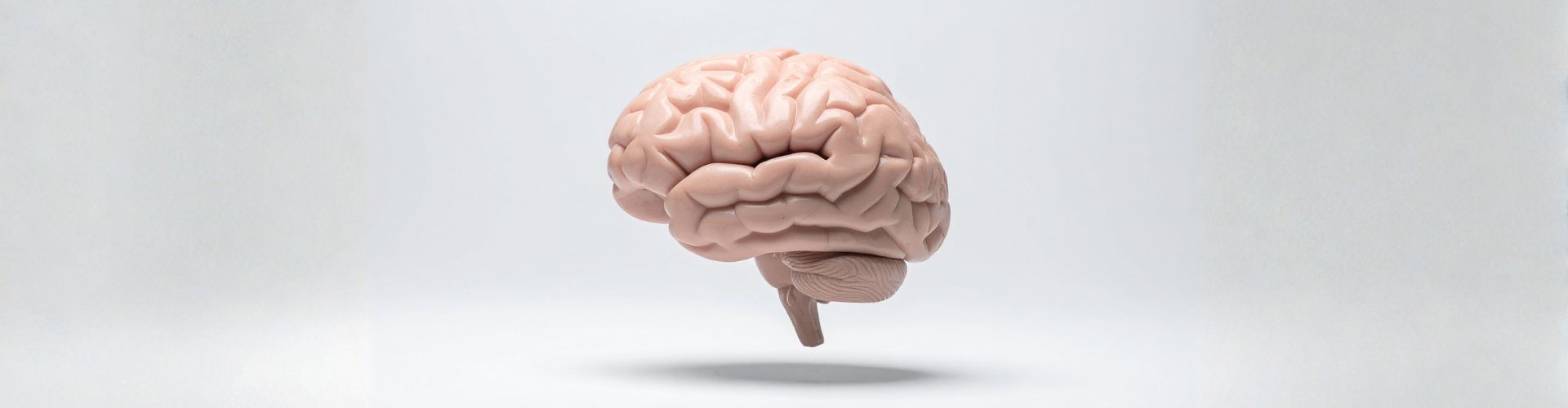 Anatomical Model of Human Brain on White Background
